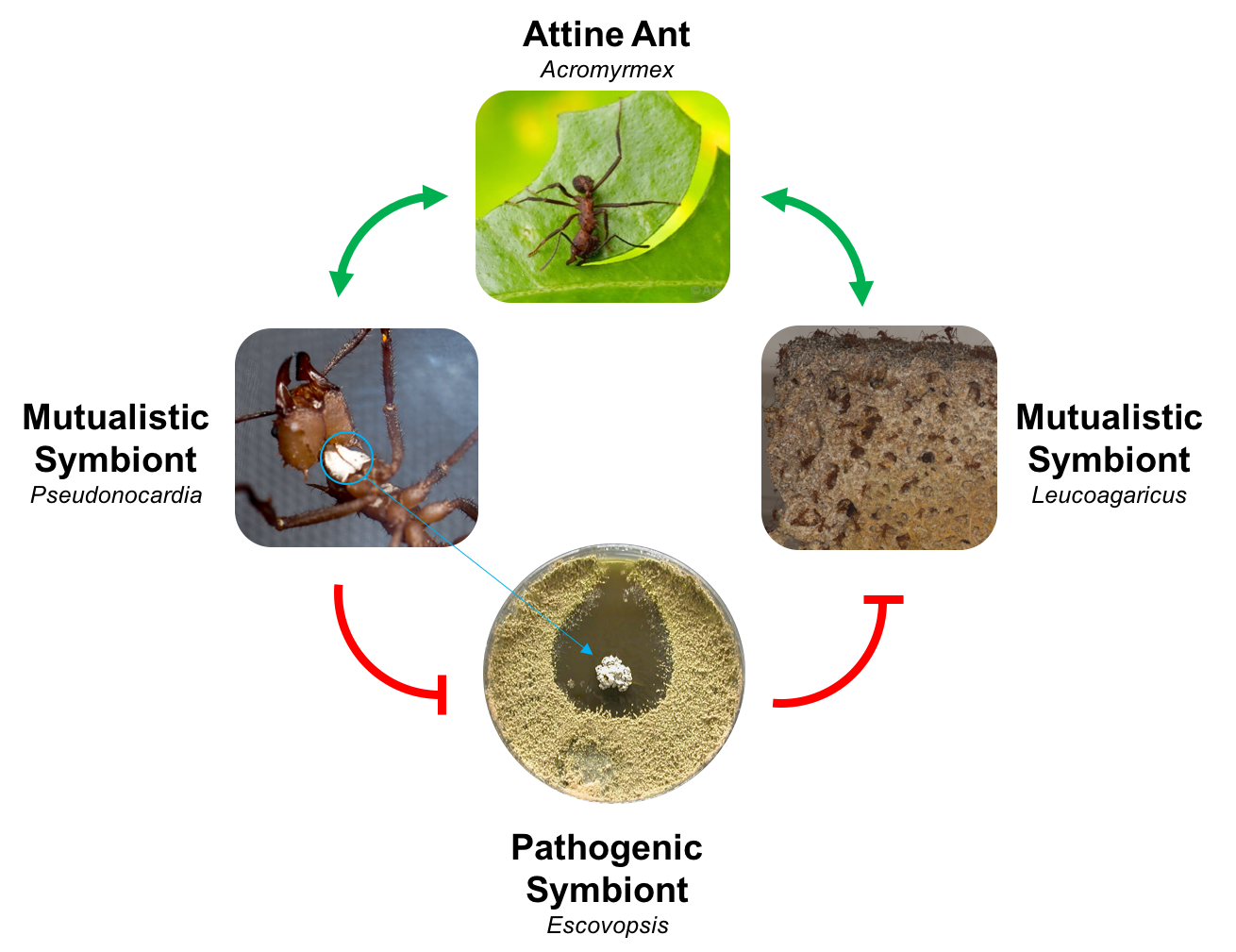 The Ant-Microbe Symbiosis